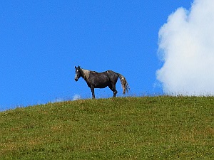 Ararat Tours: Georgien Reise Wildpferde im Kaukasus
