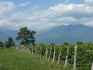 Georgien: Weinanbau in Kachetien
